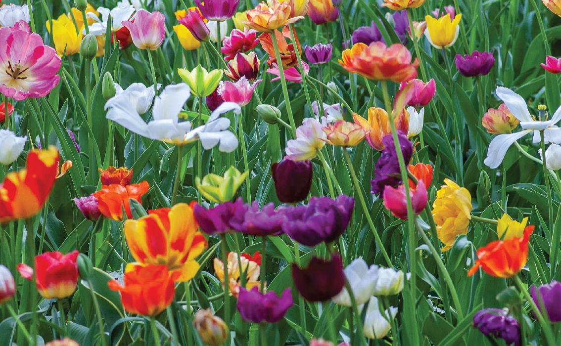 picture template 1 the project 4 picture template 1 the project 4